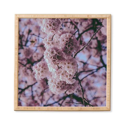 Hannah Kemp Cherry Blossoms Photo Framed Wall Art