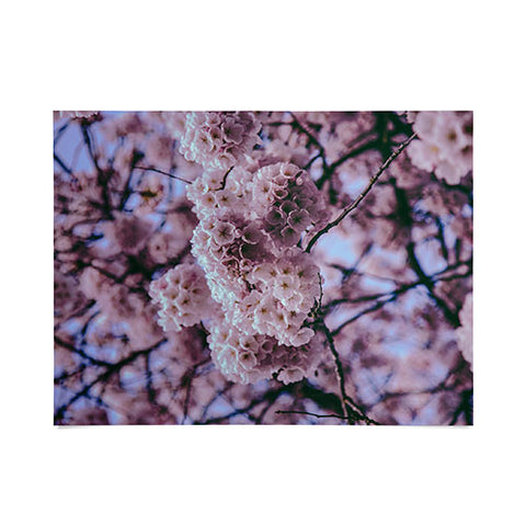 Hannah Kemp Cherry Blossoms Photo Poster