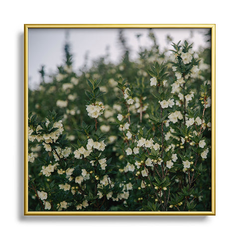 Hannah Kemp Rhododendron Albiflorum Square Metal Framed Art Print