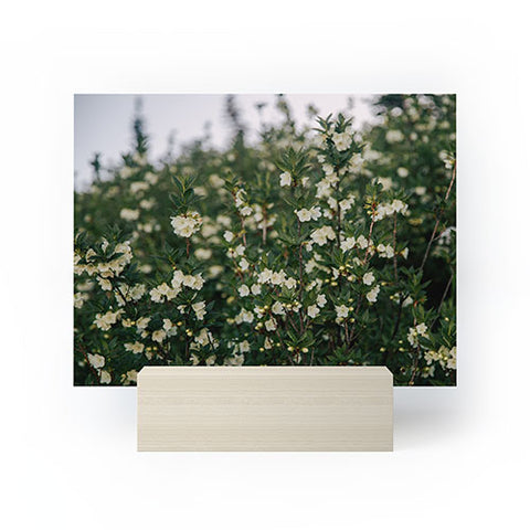 Hannah Kemp Rhododendron Albiflorum Mini Art Print