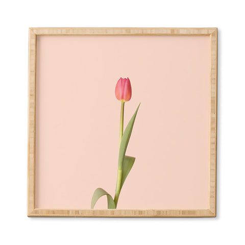 Ninasclicks The pink tulip Floral Framed Wall Art