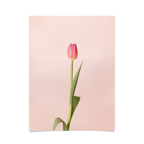 Ninasclicks The pink tulip Floral Poster