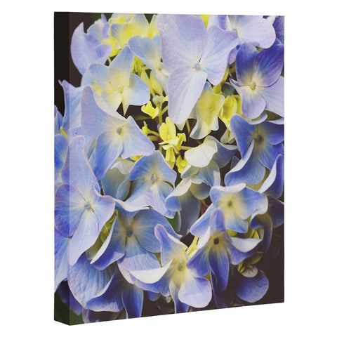 Allyson Johnson Hydrangea Flower Art Canvas