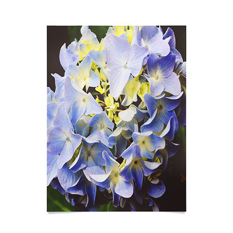 Allyson Johnson Hydrangea Flower Poster