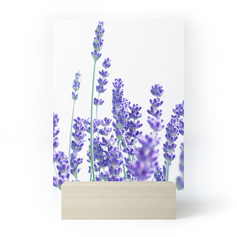 Anita's & Bella's Artwork Fresh Lavender 1 Mini Art Print