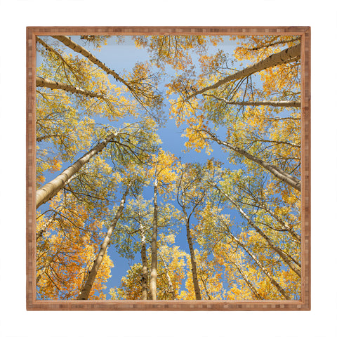 Ann Hudec Colorado Autumn Aspens Square Tray