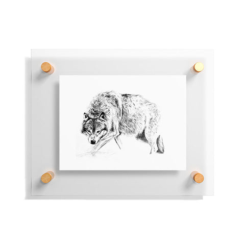Anna Shell Crouching wolf pencil Floating Acrylic Print