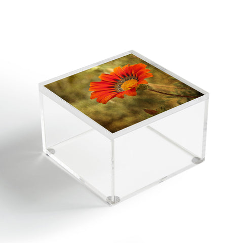 Barbara Sherman Orange Glory Acrylic Box