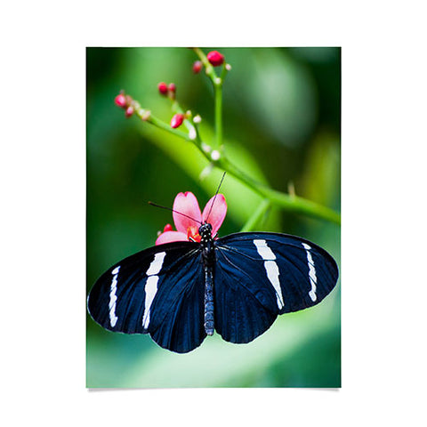 Bird Wanna Whistle Black Butterfly Poster