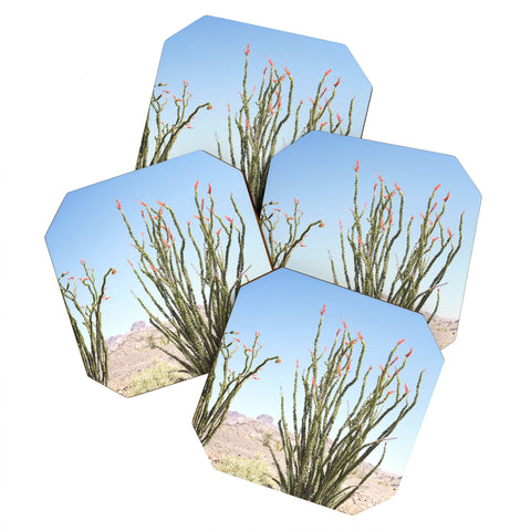 Bree Madden Desert Flower Coaster Set