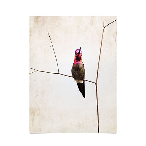 Bree Madden Little Hummingbird Poster