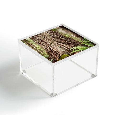 Bree Madden Redwood Trees Acrylic Box