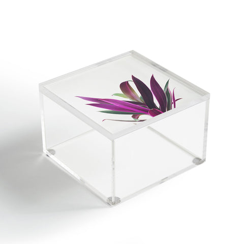 Cassia Beck Boat Lily Acrylic Box