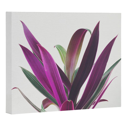 Cassia Beck Boat Lily Art Canvas