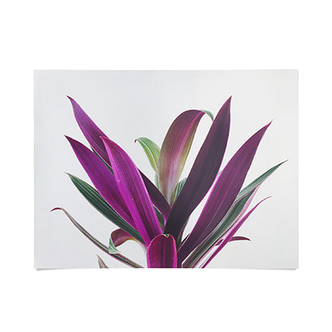 Cassia Beck Boat Lily Poster