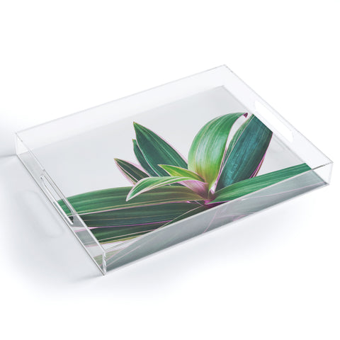 Cassia Beck Oyster Plant Acrylic Tray