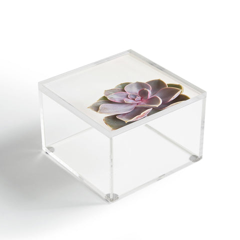 Cassia Beck Purple Succulent Acrylic Box