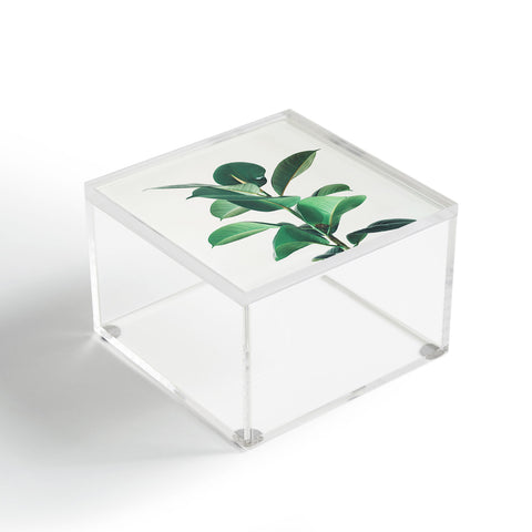 Cassia Beck Rubber Fig Acrylic Box