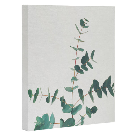 Cassia Beck The Eucalyptus Art Canvas