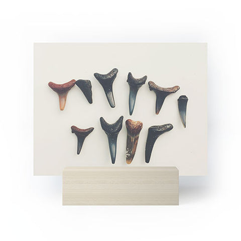 Catherine McDonald Amelia Island Shark Teeth Mini Art Print