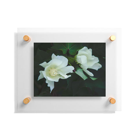 Catherine McDonald Cotton Blossom Floating Acrylic Print