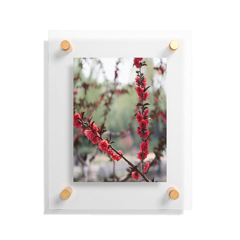 Catherine McDonald Red Peach Blossoms In China Floating Acrylic Print