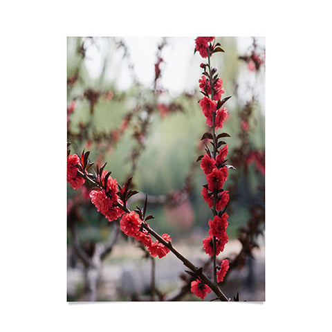 Catherine McDonald Red Peach Blossoms In China Poster