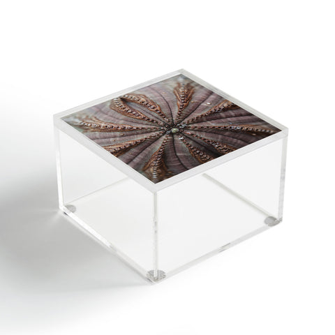 Chelsea Victoria Succulent Lace Acrylic Box