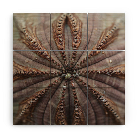 Chelsea Victoria Succulent Lace Wood Wall Mural