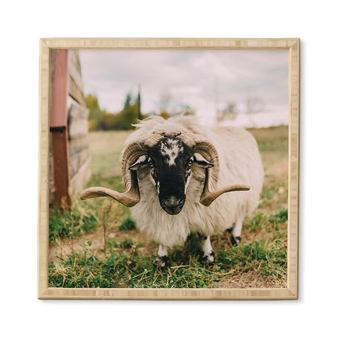 Chelsea Victoria The Curious Sheep Framed Wall Art