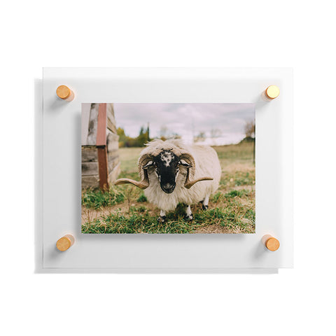 Chelsea Victoria The Curious Sheep Floating Acrylic Print