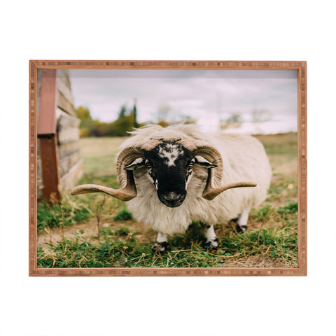 Chelsea Victoria The Curious Sheep Rectangular Tray