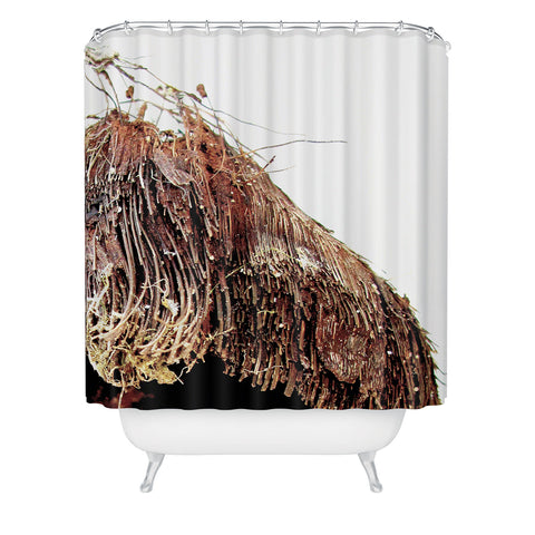 Deb Haugen Coconut 1 Shower Curtain