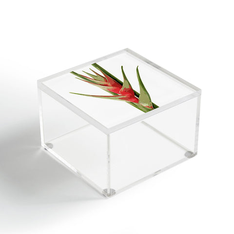 Deb Haugen Heliconia 2 Acrylic Box