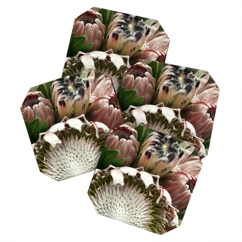 Deb Haugen Pink protea Coaster Set