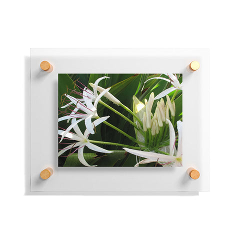 Deb Haugen spider lily Floating Acrylic Print