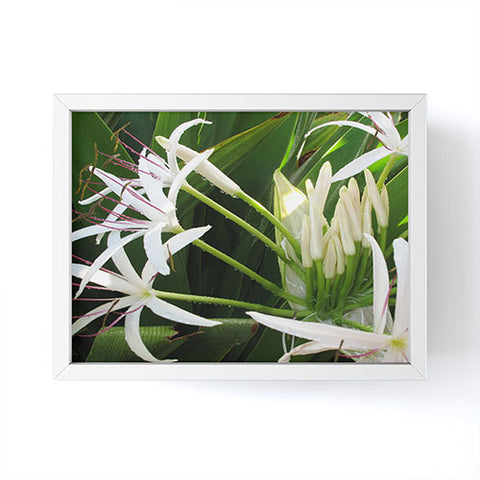Deb Haugen spider lily Framed Mini Art Print