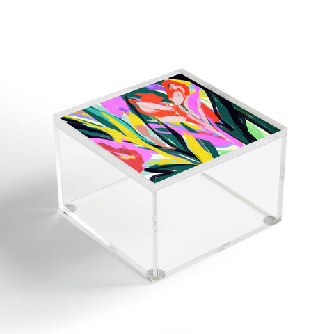 Gabriela Fuente Amazon Acrylic Box