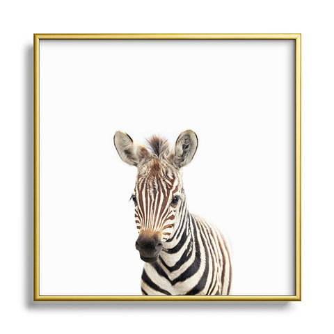 Gal Design Baby Zebra Colorful Metal Square Framed Art Print