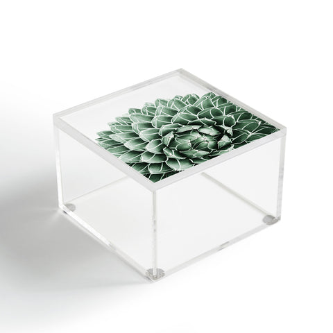 Gale Switzer Succulent splendour Acrylic Box