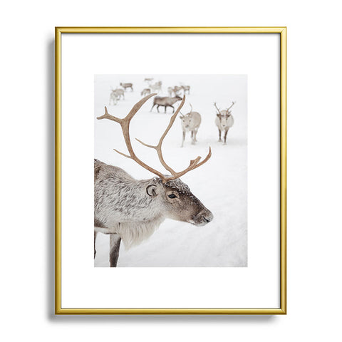 Henrike Schenk - Travel Photography Reindeer With Antlers Art Print Tromso Norway Animal Snow Photo Metal Framed Art Print