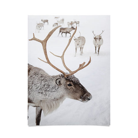 Henrike Schenk - Travel Photography Reindeer With Antlers Art Print Tromso Norway Animal Snow Photo Poster