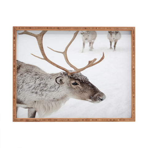 Henrike Schenk - Travel Photography Reindeer With Antlers Art Print Tromso Norway Animal Snow Photo Rectangular Tray