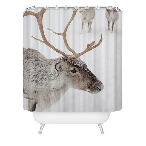 Henrike Schenk - Travel Photography Reindeer With Antlers Art Print Tromso Norway Animal Snow Photo Shower Curtain