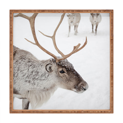 Henrike Schenk - Travel Photography Reindeer With Antlers Art Print Tromso Norway Animal Snow Photo Square Tray