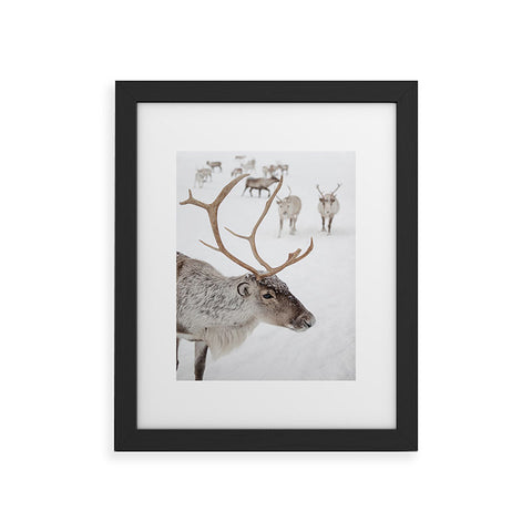 Henrike Schenk - Travel Photography Reindeer With Antlers Art Print Tromso Norway Animal Snow Photo Framed Art Print