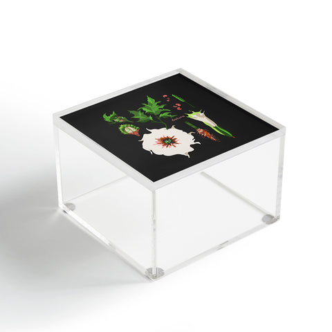 Holli Zollinger DESERT BOTANICAL DATURA Acrylic Box