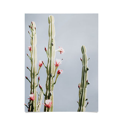 Ingrid Beddoes Cereus Cactus Blush Desert Cactus Poster