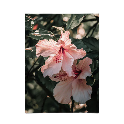 Ingrid Beddoes Hibiscus Flowers Poster
