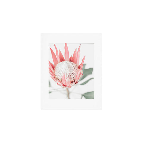 Ingrid Beddoes King Protea flower III Art Print